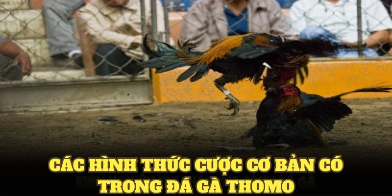 Các hình thức đá gà Thomo mà bạn nên biết