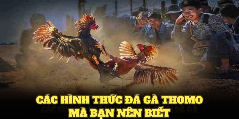 Các hình thức cược cơ bản có trong đá gà Thomo