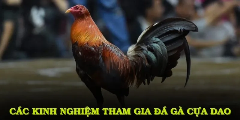 Các kinh nghiệm tham gia đá gà cựa dao mà mọi người cần nhớ