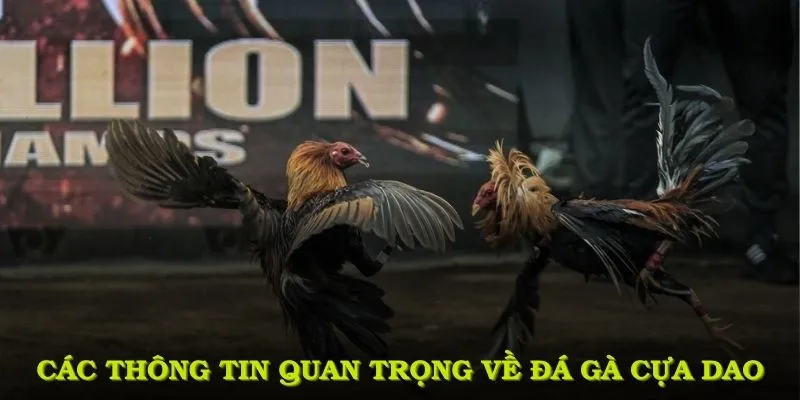 Sơ lược các thông tin quan trọng về đá gà cựa dao