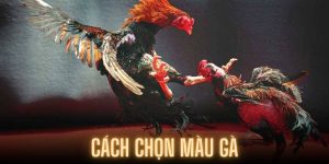 Cách Chọn Màu Gà Chuẩn Khi Tham Gia Cá Cược Tại WW88