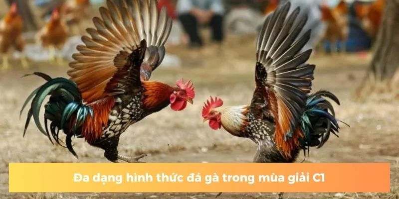 Đa dạng hình thức đá gà trong mùa giải C1