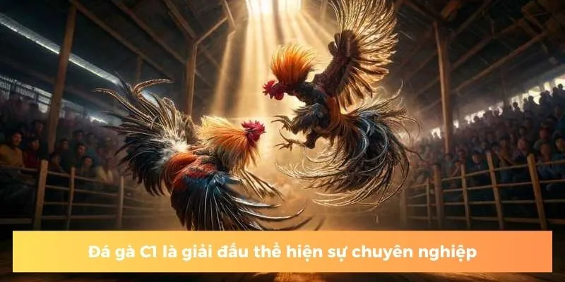 Đá gà C1 là giải đấu thể hiện sự chuyên nghiệp