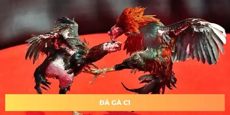 Đá Gà C1 Và Những Cuộc Chiến Kê Đỉnh Cao Tại Đông Nam Á