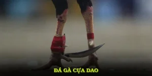 Đá Gà Cựa Dao Nổi Bật Và Cách Tham Gia Đầy Kịch Tính