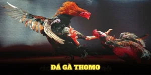 Đá Gà Thomo - Những Kèo Cược Mà Bạn Không Thể Bỏ Lỡ
