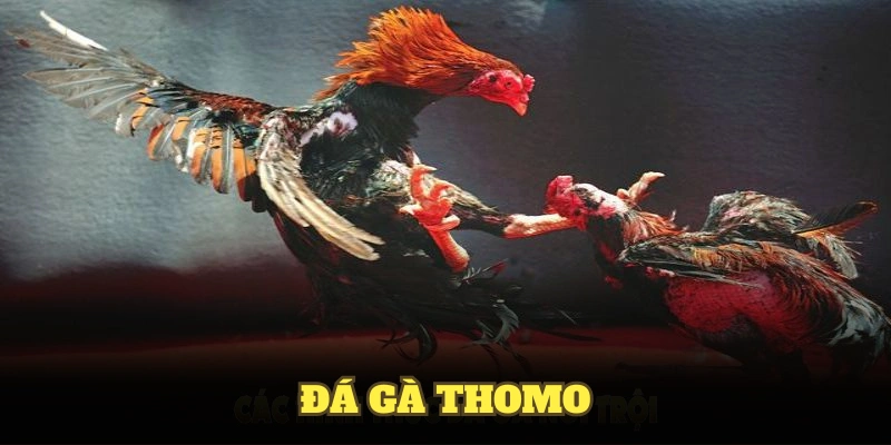 Đá Gà Thomo - Những Kèo Cược Mà Bạn Không Thể Bỏ Lỡ