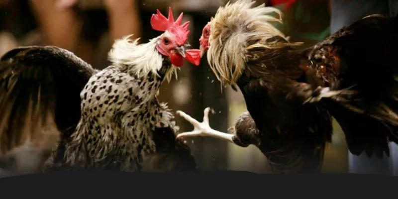 Điểm qua các loại hình đá gà WW88 đang làm mưa làm gió hiện nay