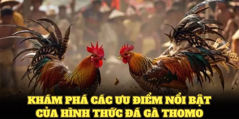 Khám phá các ưu điểm nổi bật của hình thức đá gà Thomo