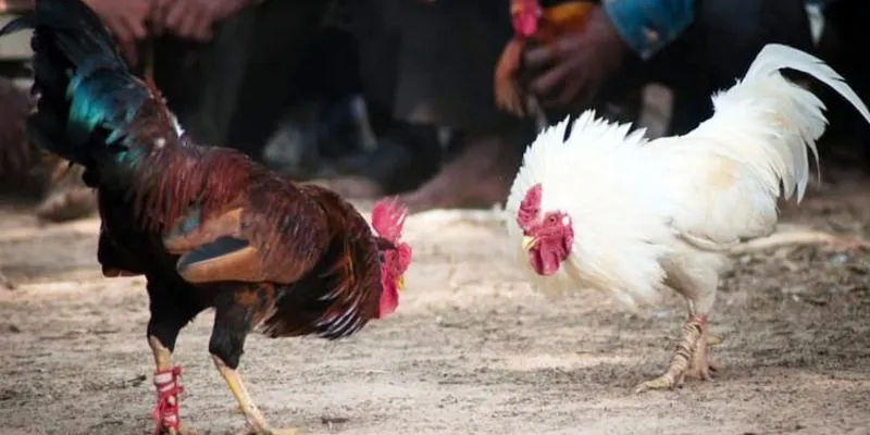 Kinh nghiệm vàng trong cá cược đá gà mà bạn không thể bỏ qua