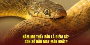 nằm mơ thấy rắn và con số may mắn