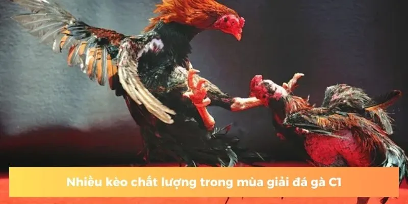 Nhiều kèo chất lượng trong mùa giải đá gà C1
