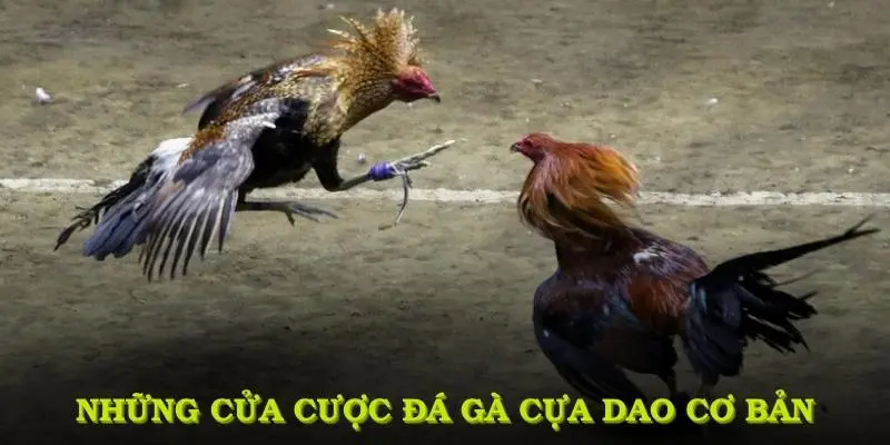 Các cửa cược chính trong đá gà cựa dao bạn cần nắm