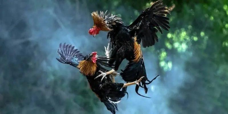 Tìm hiểu các kèo cược đá gà phổ biến tại WW88